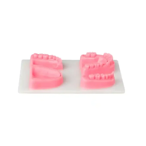 Evodent Dental Model For Suture Practice