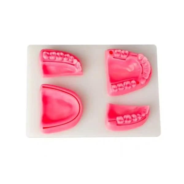 Evodent Dental Model For Suture Practice