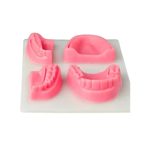 Evodent Dental Model For Suture Practice