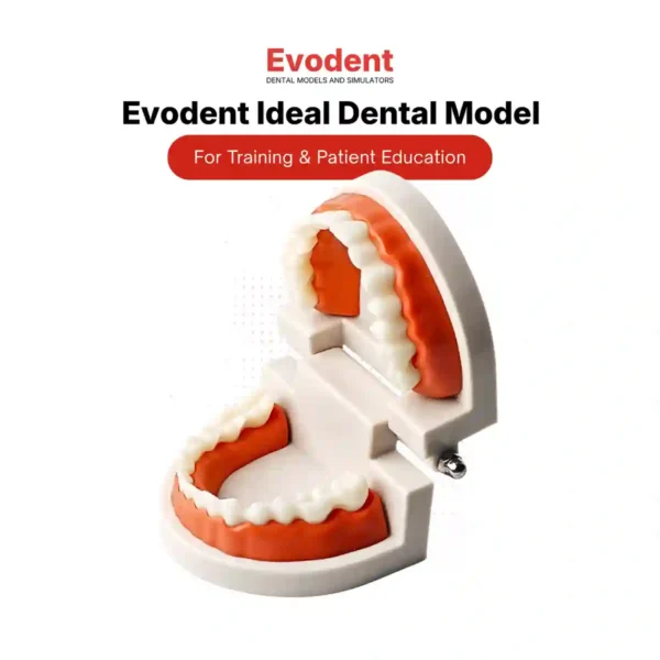 Evodent Ideal Dental Model