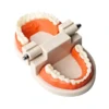 Evodent Ideal Dental Model