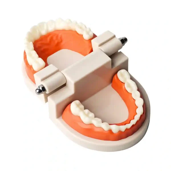 Evodent Ideal Dental Model
