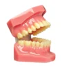 Evodent Ideal Permanent Dentition Model