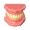 Evodent Ideal Permanent Dentition Model