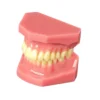Evodent Ideal Permanent Dentition Model