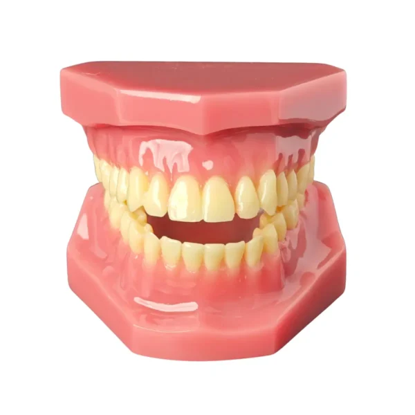 Evodent Ideal Permanent Dentition Model