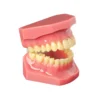 Evodent Ideal Permanent Dentition Model