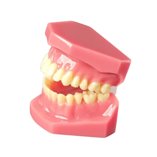 Evodent Ideal Permanent Dentition Model