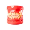 Evodent Orthodontic Model Class I Malocclusion, Pink