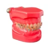 Evodent Orthodontic Model Metal Bracket
