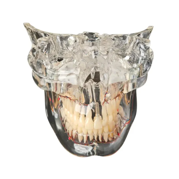 Evodent Orthognathic Model with Base of The Skull and Nerve Supply, Clear