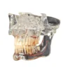Evodent Orthognathic Model With Base Of The Skull And Nerve Supply, Clear 3 Evodent Orthognathic Model With Base Of The Skull And Nerve Supply, Clear