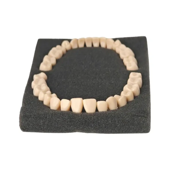 Evodent Plastic Teeth with Root Screw Type