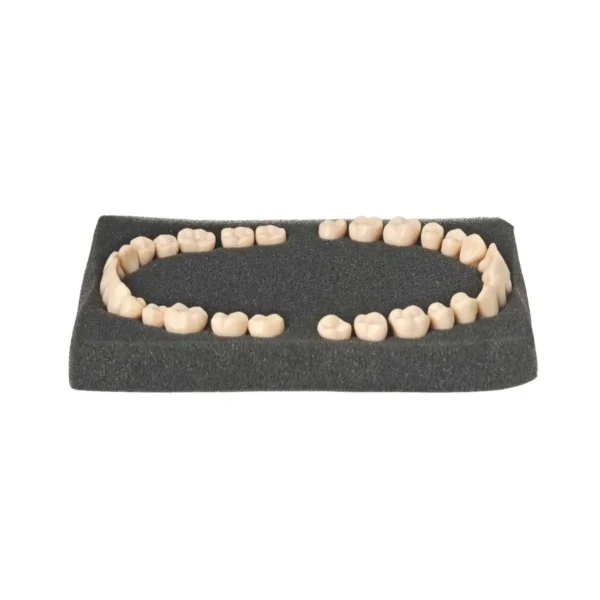 Evodent Plastic Teeth with Root Screw Type