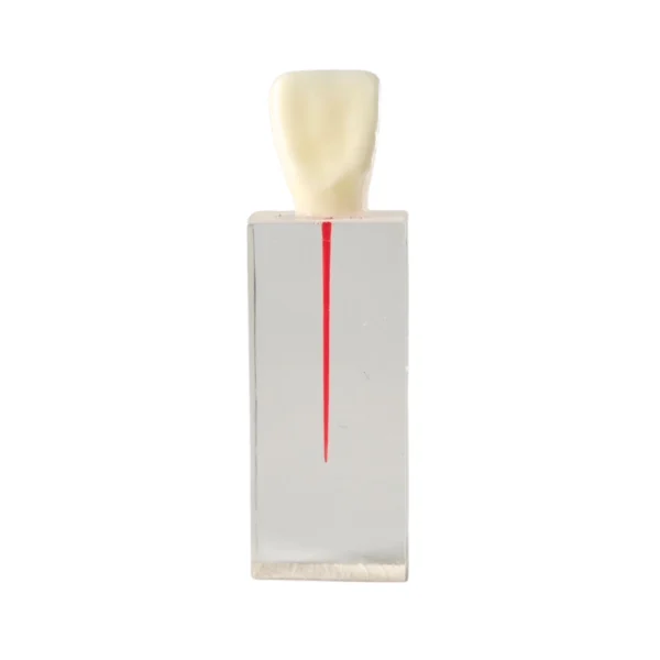 Evodent Dental Canal for Root Canal Training