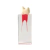 Evodent Dental Canal For Root Canal Training 3 Evodent Dental Canal For Root Canal Training