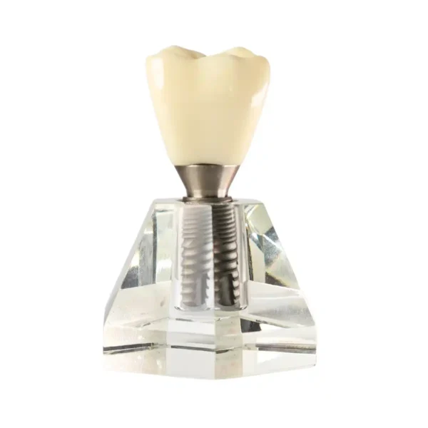 Evodent Two Part Implant Model with Clear Base