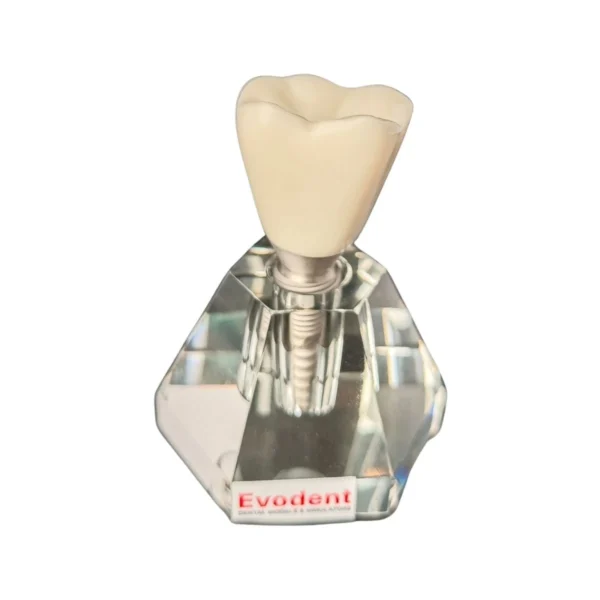 Evodent Two Part Implant Model with Clear Base
