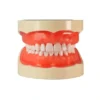 Evodent 200 Pro Sg Tn Dental Typodont Model With Tooth Number - 32 Teeth, Soft Gingiva, Nissin 200 Compatible Training Typodont