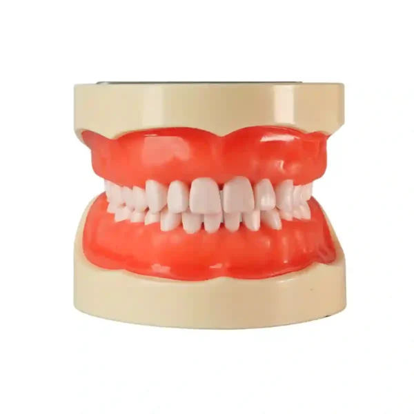 Evodent 200 PRO SG TN Dental Typodont Model with Tooth Number - 32 Teeth, Soft Gingiva, Nissin 200 Compatible Training Typodont