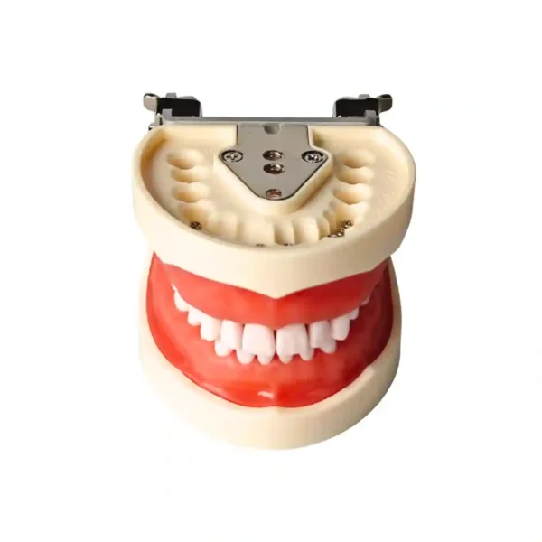 Evodent 200 PRO SG TN Dental Typodont Model with Tooth Number - 32 Teeth, Soft Gingiva, Nissin 200 Compatible Training Typodont