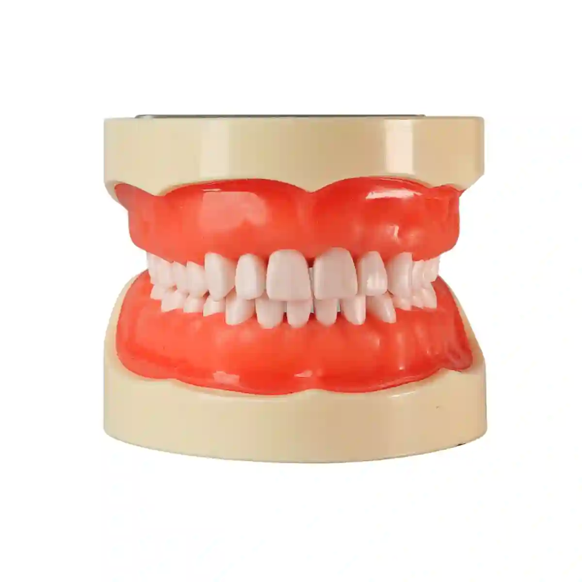 Evodent-Typodent-Jawent-with-