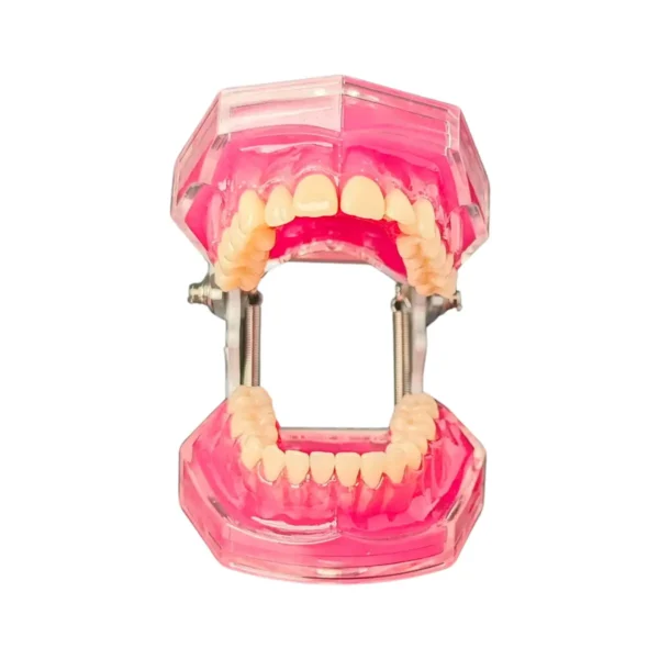 Evodent Typodent Jawset with Articulator with Soft Gums and Push Type Removable Teeth