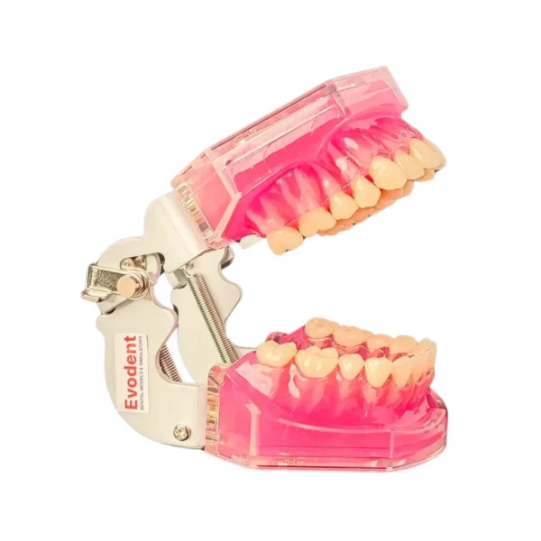 Evodent Typodent Jawset with Articulator with Soft Gums and Push Type Removable Teeth