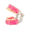 Evodent Typodent Jawset With Articulator With Soft Gums And Push Type Removable Teeth
