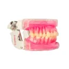 Evodent Typodent Jawset With Articulator With Soft Gums And Push Type Removable Teeth