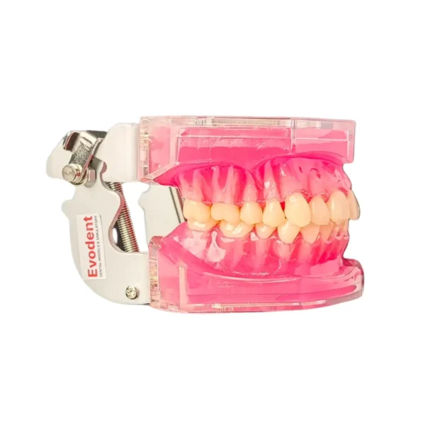 Evodent Typodent Jawset with Articulator with Soft Gums and Push Type Removable Teeth
