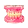 Evodent Typodent Jawset With Articulator With Soft Gums And Push Type Removable Teeth
