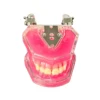 Evodent Typodent Jawset With Articulator With Soft Gums And Push Type Removable Teeth