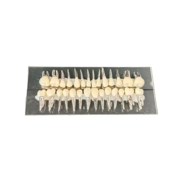 Evodent Typodont Teeth with Metal Root and Tooth Color Crown