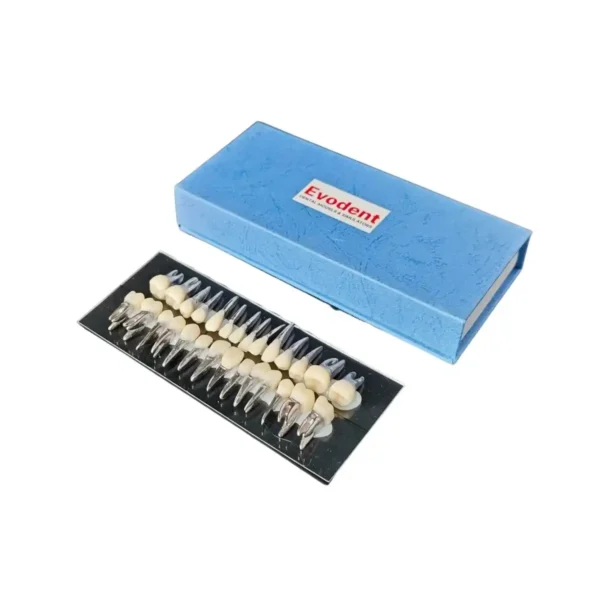 Evodent Typodont Teeth with Metal Root and Tooth Color Crown