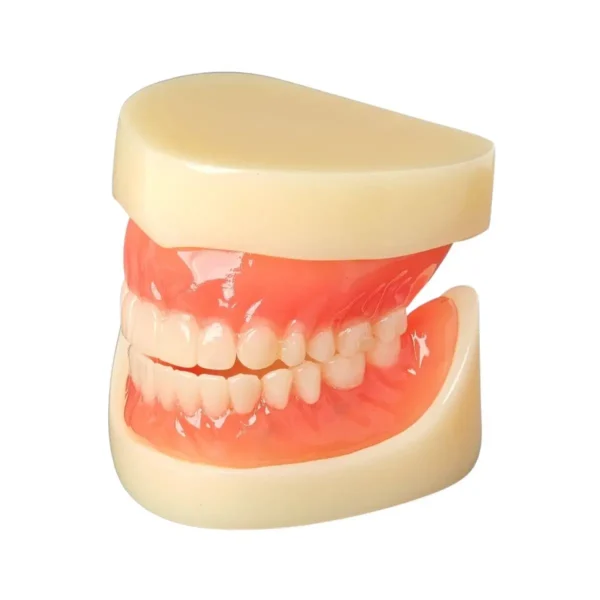 Evodent Full Denture with Implant Model