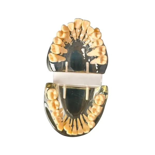 Evodent Orthodontic Model Class I Malocclusion Clear