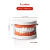 Evodent Ideal Dental Model
