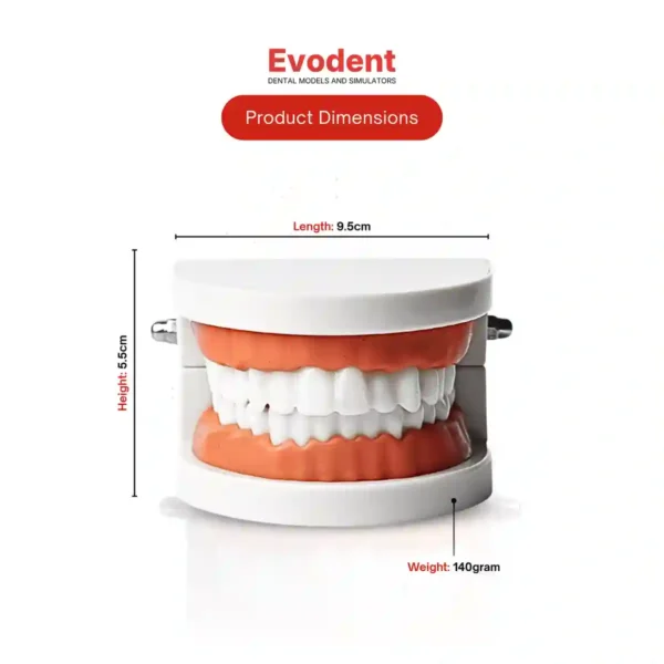 Evodent Ideal Dental Model