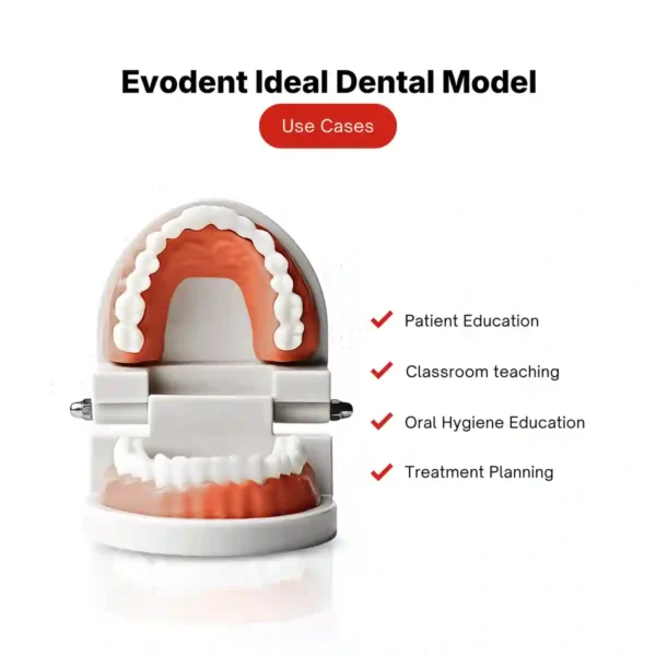 Evodent Ideal Dental Model