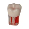 Evodent Root Canal Treatment Practice Model