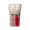 Evodent Root Canal Treatment Practice Model