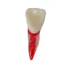 Evodent Root Canal Treatment Practice Model