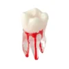 Evodent Root Canal Treatment Practice Model
