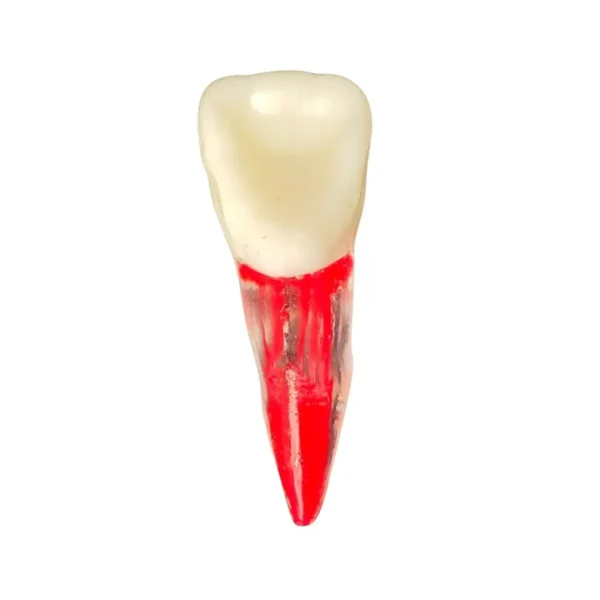Evodent Root Canal Treatment Practice Model
