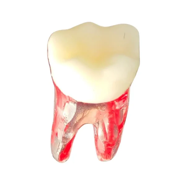 Evodent Root Canal Treatment Practice Model