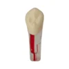 Evodent Root Canal Treatment Practice Model