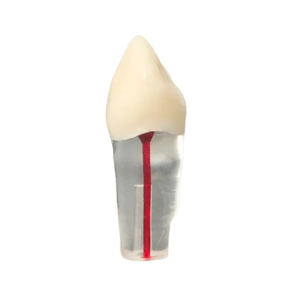Evodent Root Canal Treatment Practice Model