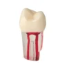 Evodent Root Canal Treatment Practice Model