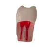 Evodent Root Canal Treatment Practice Model